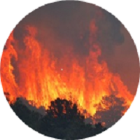 Photo of a forest fire